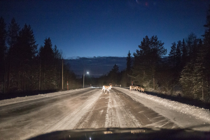 And more reindeers :)